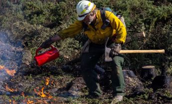 A firefighter holding a tool in one hand and a red drip torch in his other hand lights woody debris on fire.