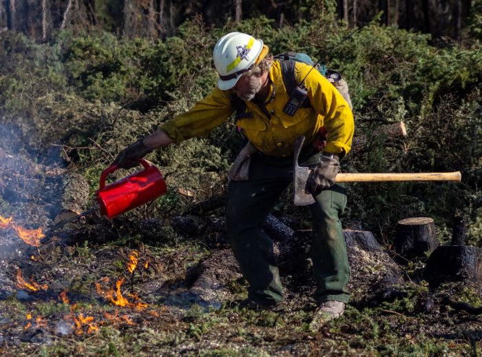 A firefighter holding a tool in one hand and a red drip torch in his other hand lights woody debris on fire.