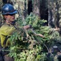 A firefighter gathers spruce limbs to carry to a different spot.