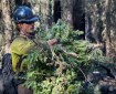 A firefighter gathers spruce limbs to carry to a different spot.