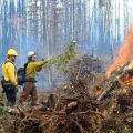 A firefighter tosses a spruce branch into a burning pile of woody debris while another firefighter watches. Both are wearing protective gear.