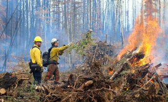 A firefighter tosses a spruce branch into a burning pile of woody debris while another firefighter watches. Both are wearing protective gear.