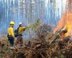 A firefighter tosses a spruce branch into a burning pile of woody debris while another firefighter watches. Both are wearing protective gear.