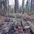 A burned forest floor with blackened soil, fallen jackstrawed trees, and exposed roots beneath standing black spruce and birch trees.