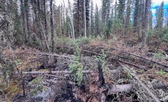 A burned forest floor with blackened soil, fallen jackstrawed trees, and exposed roots beneath standing black spruce and birch trees.