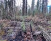 A burned forest floor with blackened soil, fallen jackstrawed trees, and exposed roots beneath standing black spruce and birch trees.