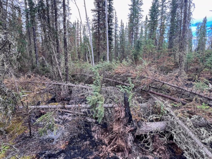 A burned forest floor with blackened soil, fallen jackstrawed trees, and exposed roots beneath standing black spruce and birch trees.