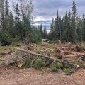 A recently repaired helicopter landing spot in a boreal forest, with an excavator-cleared dirt surface in the foreground and piles of downed conifer trees and brush along its edge. Tall spruce and birch trees surround the site, and a small structure is visible beyond the clearing under an overcast sky.