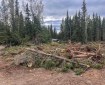 A recently repaired helicopter landing spot in a boreal forest, with an excavator-cleared dirt surface in the foreground and piles of downed conifer trees and brush along its edge. Tall spruce and birch trees surround the site, and a small structure is visible beyond the clearing under an overcast sky.