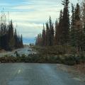 Several windblown trees block a road bordered by burned and unburned forest.