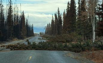 Several windblown trees block a road bordered by burned and unburned forest.