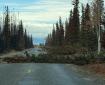 Several windblown trees block a road bordered by burned and unburned forest.