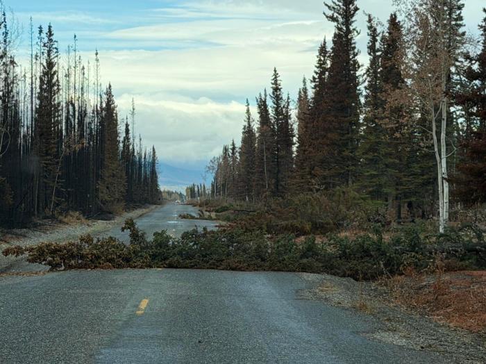 Several windblown trees block a road bordered by burned and unburned forest.