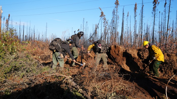 Four TCC crew members use hand tools to dig along a berm in a burned forest.